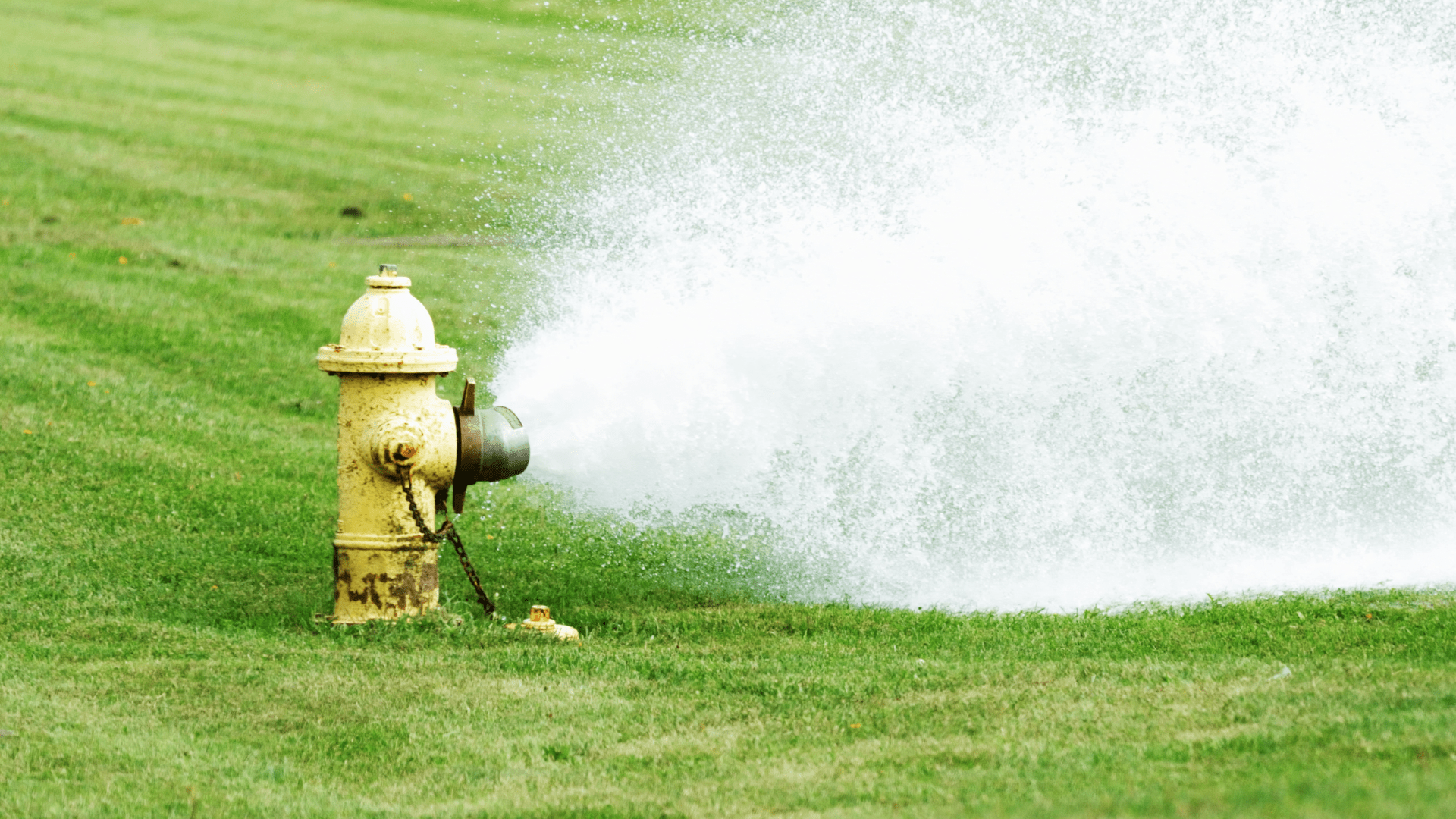 Yellow Fire Hydrant Spilling onto a Lawn-min